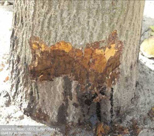 Single, expansive bark canker caused by Paradox canker on walnut, Chandler variety, that contains lobe-like, lightly discolored necrosis in the new expansion. The dark necrosis extends completely through  bark and stains wood.