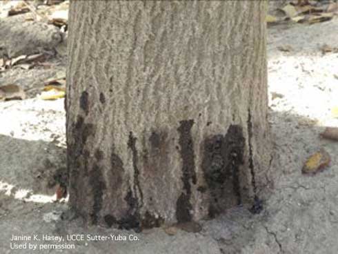 Dark discoloration and oozing of a black, viscous fluid from the base of a walnut tree infected with Paradox canker.