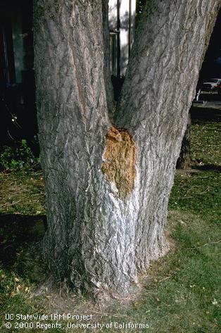 Stained wood exuding fluid is the result of bacterial wetwood infection.