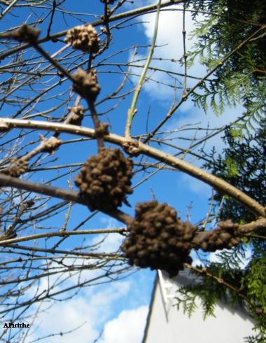 Nodular galls on forsythia stems. The cause is uncertain.