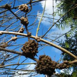 Galls on forsythia stems during winter.