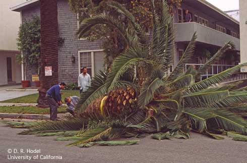 Sudden crown drop caused the entire crown of leaves and upper part of the trunk, which weigh several tons, to suddenly fall from this Canary Island date palm, <I>Phoenix canariensis,</I> and crash to the ground.