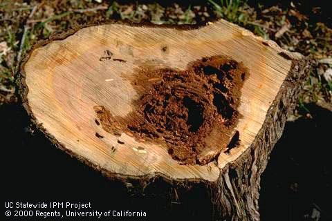 Heart brown rot in a conifer trunk.