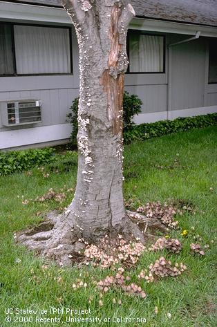 Trunk damaged by heart rot.