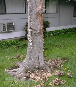 Signs of a hazardous tree.