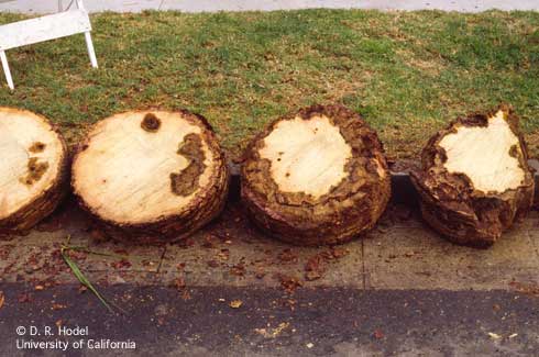 These cross sections from a Canary Island date palm, <I>Phoenix canariensis,</I> trunk show, from right to left, how infection and decay from sudden crown drop (darkened tissue) progress away from the initial point of infection.