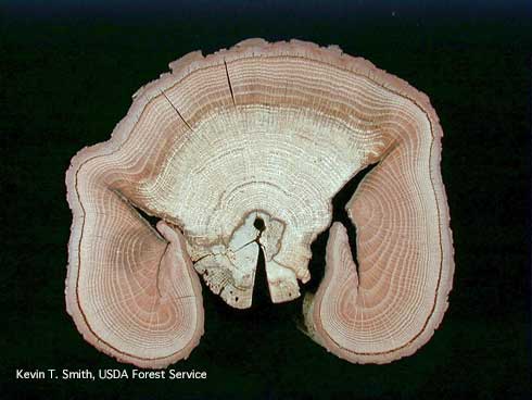 White rot of oak.