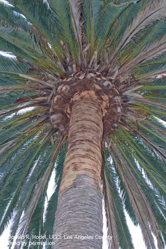 Sudden crown drop on Canary Island date palms, <i>Phoenix canariensis</i> can result from the practice of sculpting 