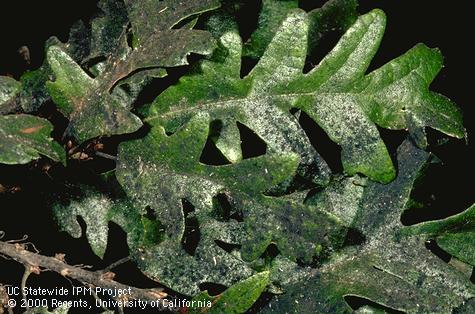 Sooty mold on aphid-infested oak leaves.