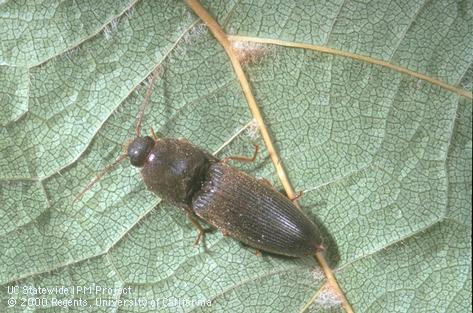 Adult click beetle.