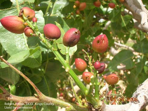 Epicarp lesions in young fruit caused by true bug feeding.