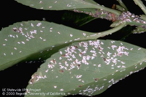 Leaves infested with immature male (white) and mature female (dark) euonymus scales, <i>Unaspis euonymi</i>.