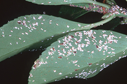 Abundant euonymus scales.