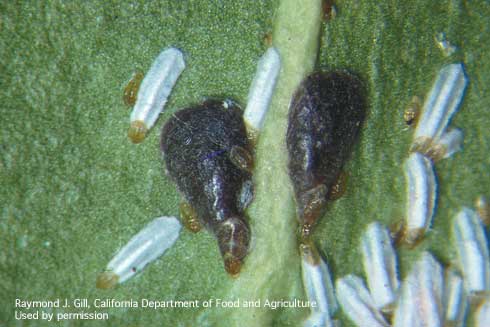 Immature male (white) and mature female (dark) euonymus scales, <i>Unaspis euonymi</i>.