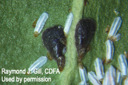 Male puparia (white) and mature female (purplish) euonymus scales.