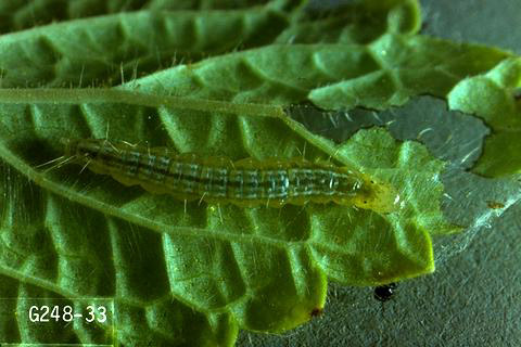 Larva of false celery leaftier.