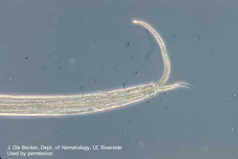 A predatory nematode feeding on another nematode.