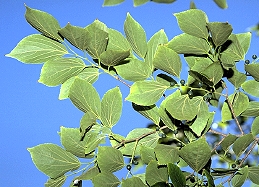 Hackberry foliage