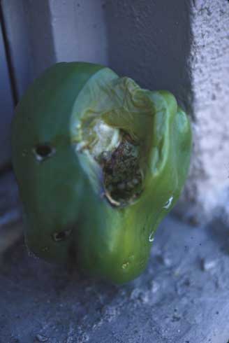 Bird feeding damage to a pepper fruit may expose it to disease and subsequent rotting.