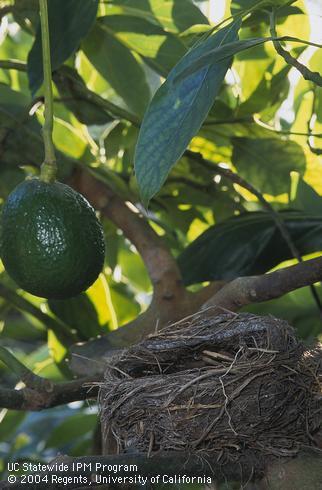 A bird nest in a fruit-bearing avocado tree.  