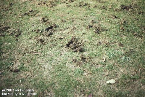 Digging damage to turfgrass from skunks or raccoons.  