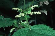 American stinging nettle Urtica dioica ssp. gracilis flowers.