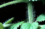 Stinging nettle Urtica dioica ssp. holosericea stinging hairs.