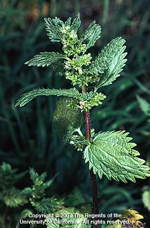 Burning nettle, <I>Urtica urens,</I> flowering stem.  