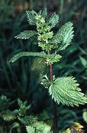 Burning nettle, Urtica urens, flowering stem.