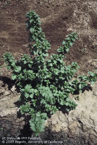 Mature plant of burning nettle, small nettle.