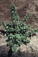 Burning nettle plant, Urtica urens.