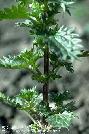 Flowers and burning hairs on stem of burning nettle (dwarf nettle).