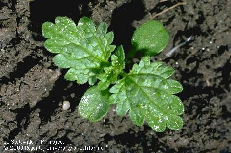 Seedling of burning nettle, small nettle.