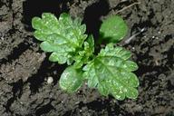 Burning nettle seedling.