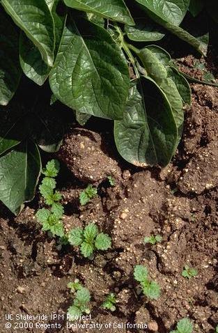 Seedling of burning nettle, small nettle.