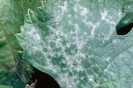 Powdery mildew of grape