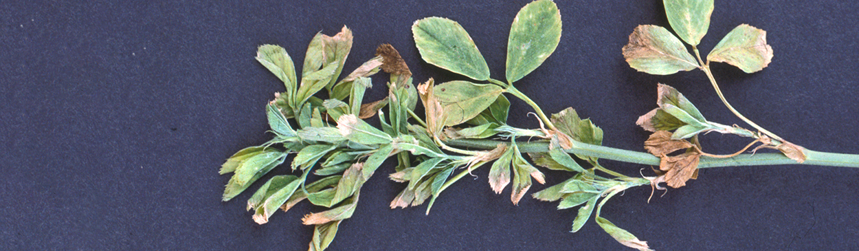 Stunting and foliar symptoms on alfalfa plants as compared to healthy plant (left) due to Verticillium wilt, caused by Verticillium albo- atrum.