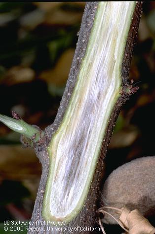 Branch/twig damaged by Verticillium wilt.