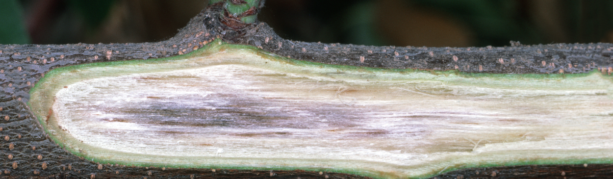 Daamaged vascular tissue caused by Verticillium wilt.