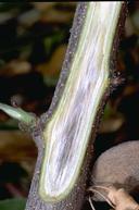 Verticillium wilt