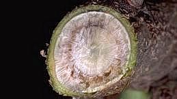 Cross section of almond branch