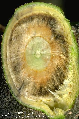 Vascular discoloration in the xylem of a branch affected by Verticillium wilt.