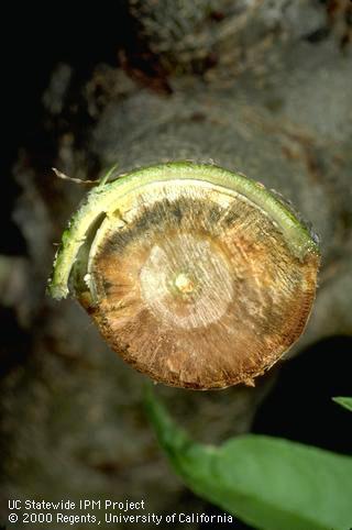 Discoloration in vascular tissue by Verticillium wilt, <i>Verticillium dahliae</i>.