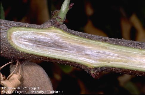 Branch damaged by Verticillium wilt.