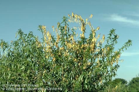 Foliage symptoms of Verticillium wilt in an almond tree.