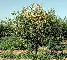 Almond tree affected by Verticillium wilt