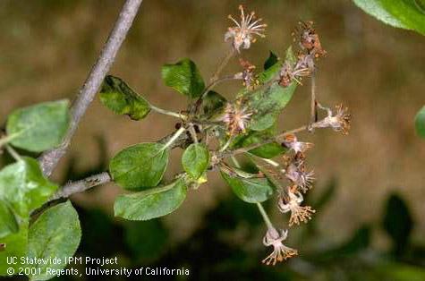 Apple scab infecting flower stems.