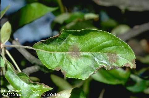 Leaf infected with apple scab.