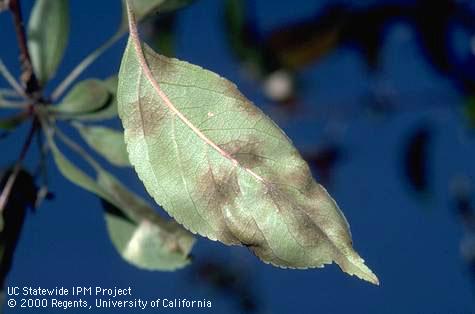 Apple scab lesions on the undersurface of a leaf.