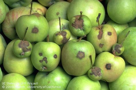 Fruit scabs caused by apple scab infection.